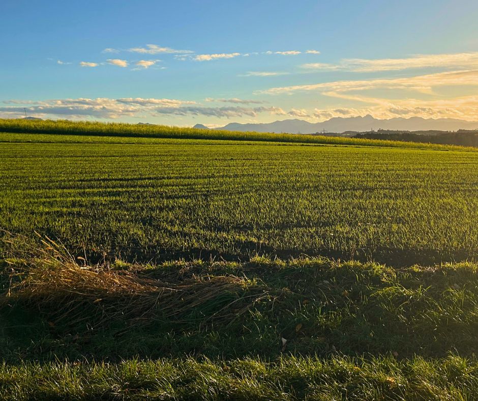 Landschaftsbild einer landwirtschaftlichen Wiese an einem sonnigen Novembertag mit blauem Himmel und leichten Wolken.